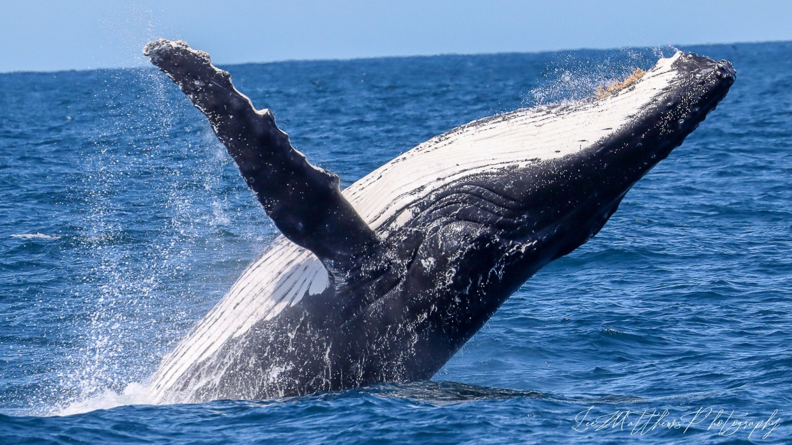 a whale jumping out of the water