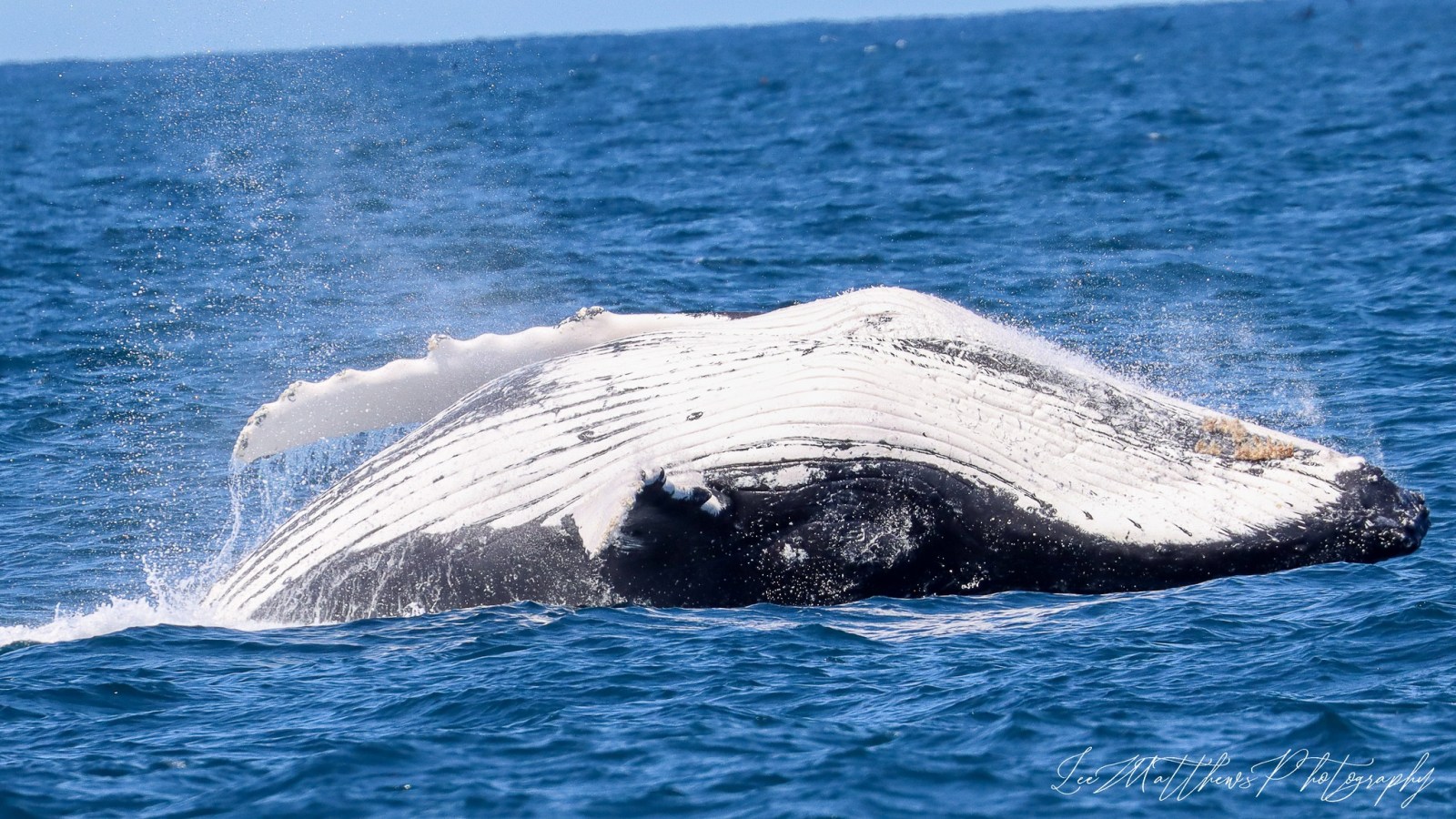 Whale Watching Moonshadow TQC Cruises Port Stephens