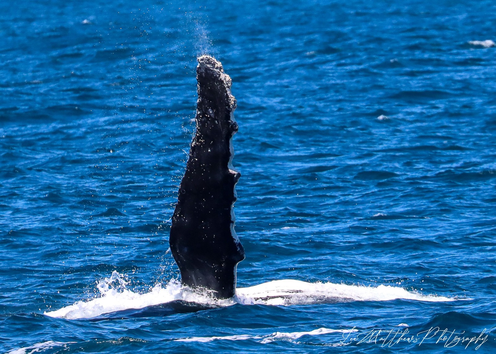 a whale jumping out of the water