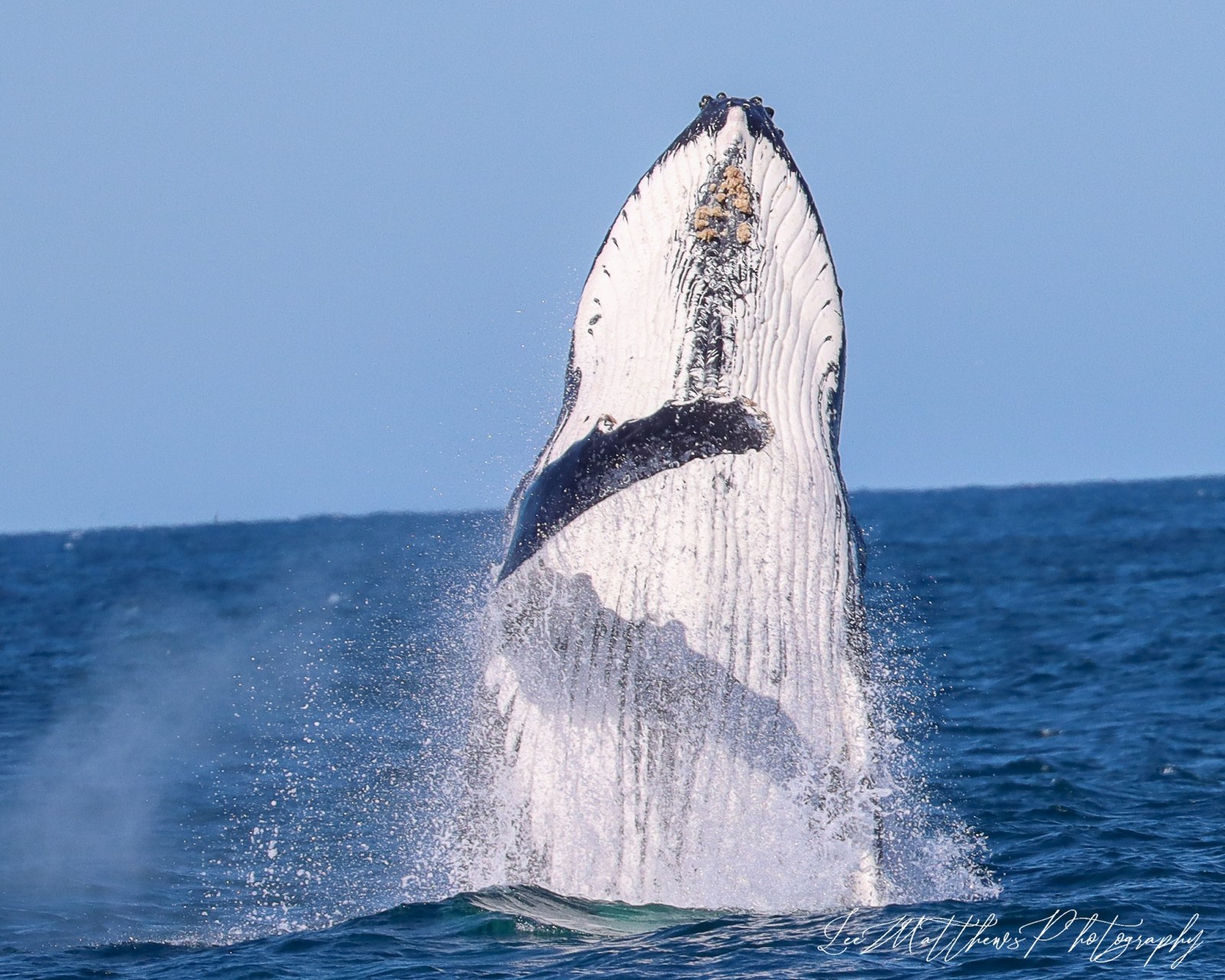 Whale Watching Moonshadow TQC Cruises Port Stephens