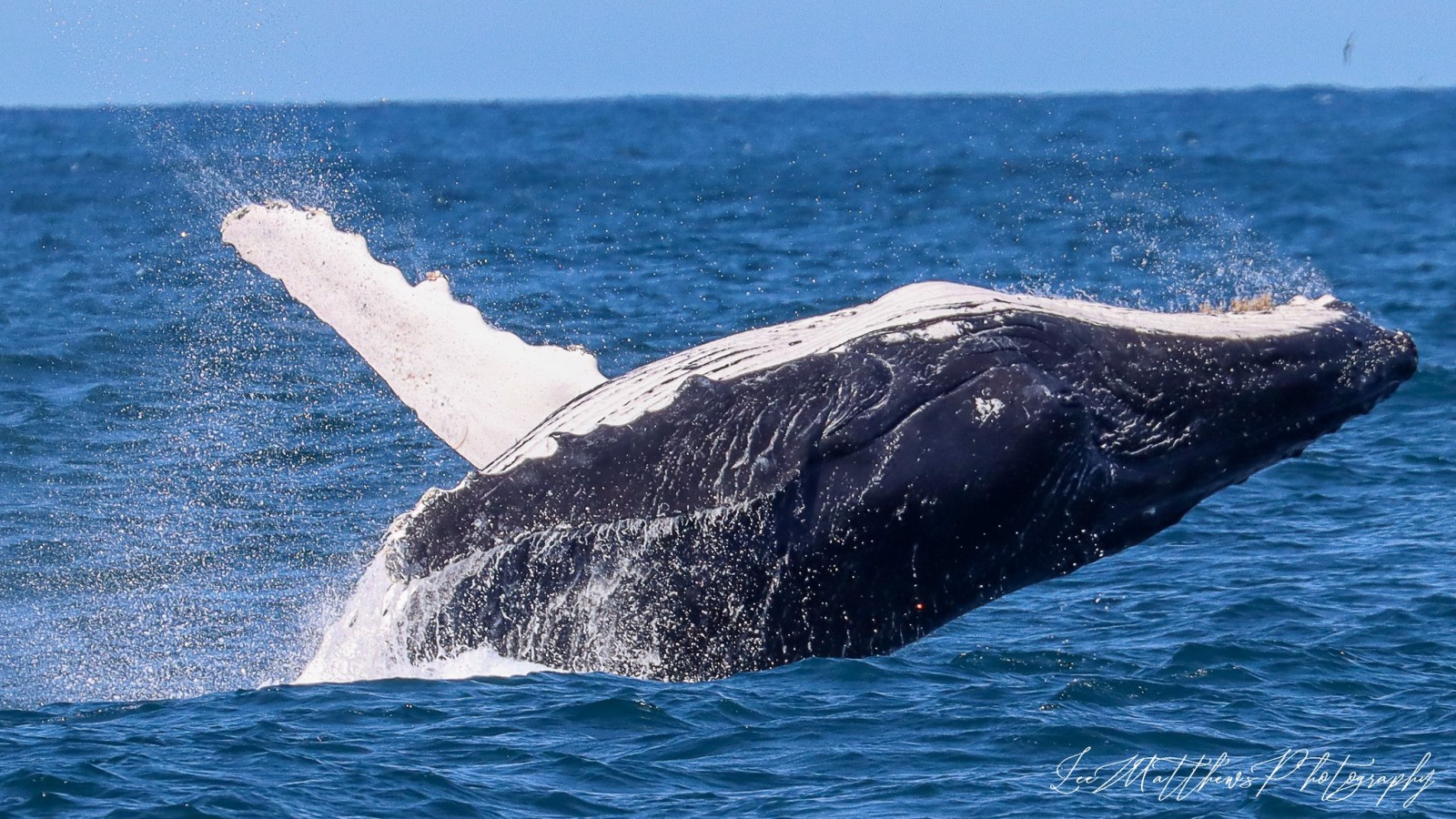 Whale Watching Moonshadow TQC Cruises Port Stephens