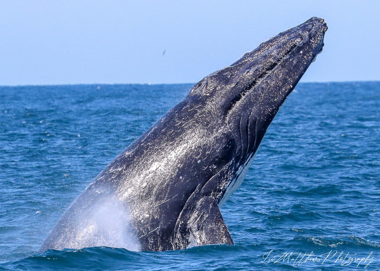 a whale jumping out of the water