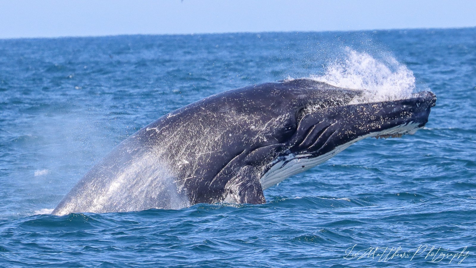 a whale jumping out of the water