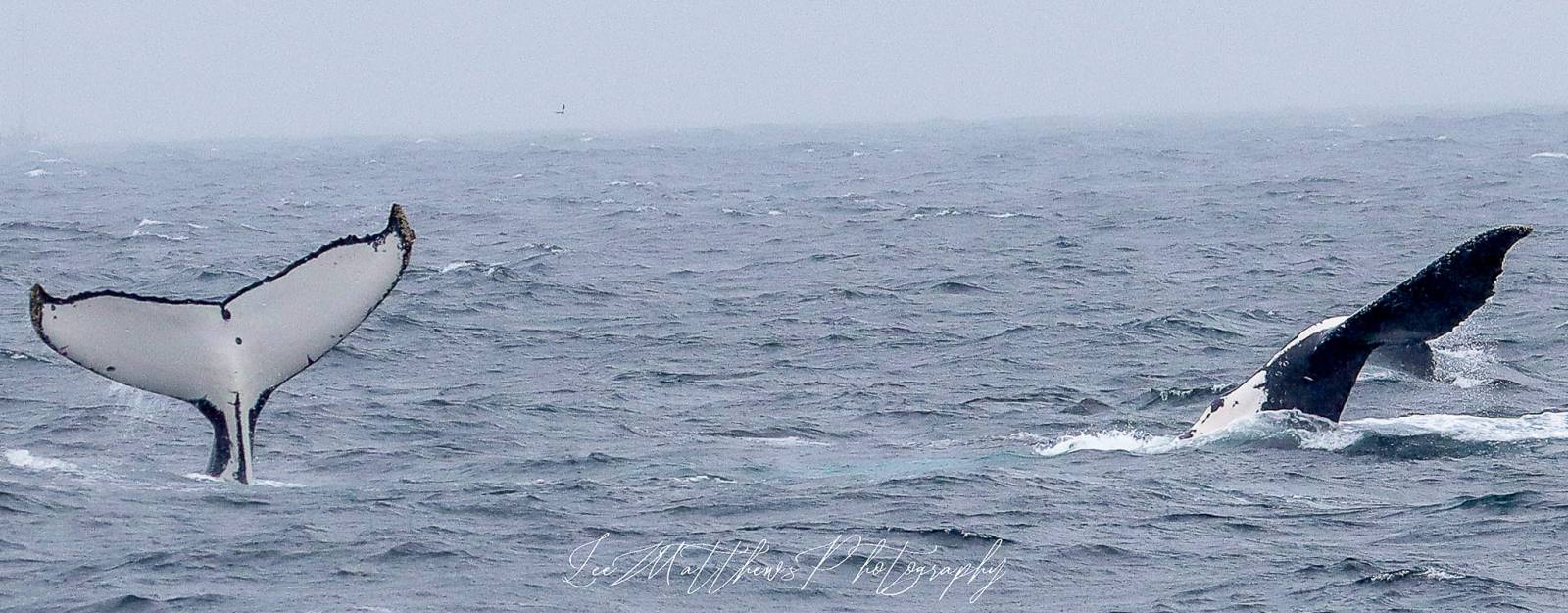 a whale jumping out of the water