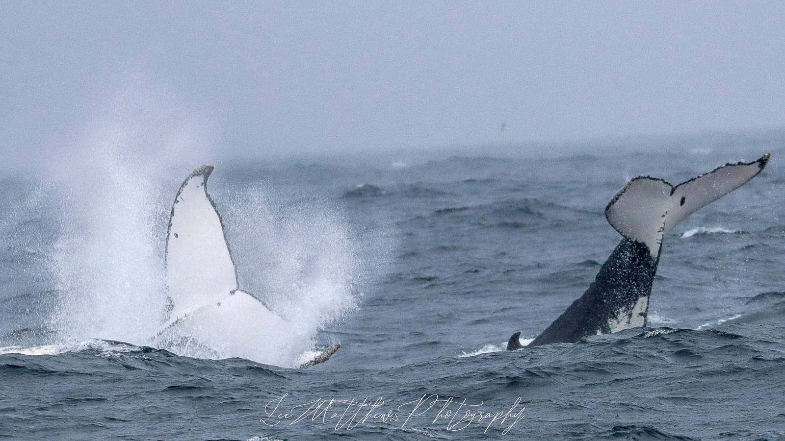 Whale Watching Moonshadow TQC Cruises Port Stephens’