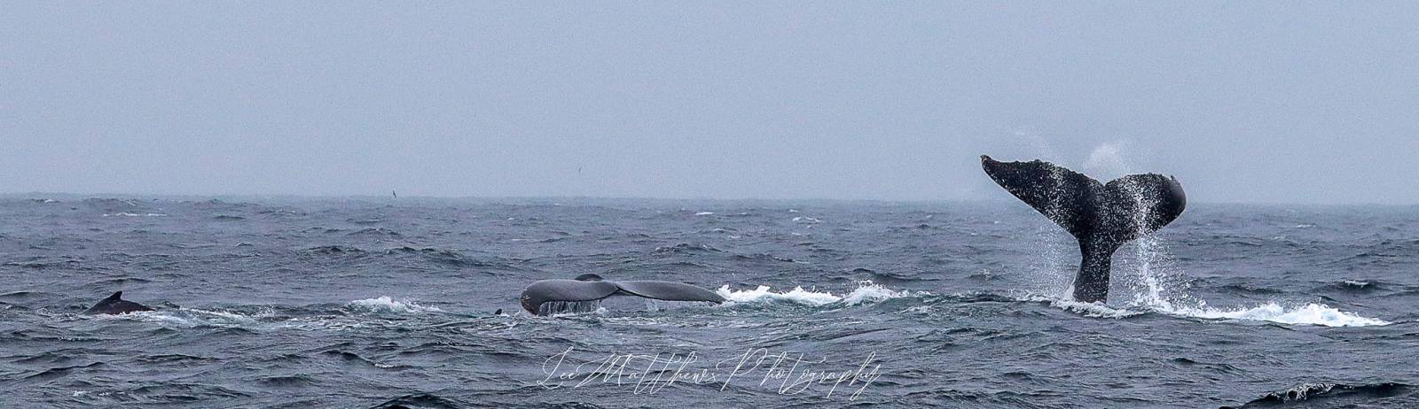 a whale jumping out of the water