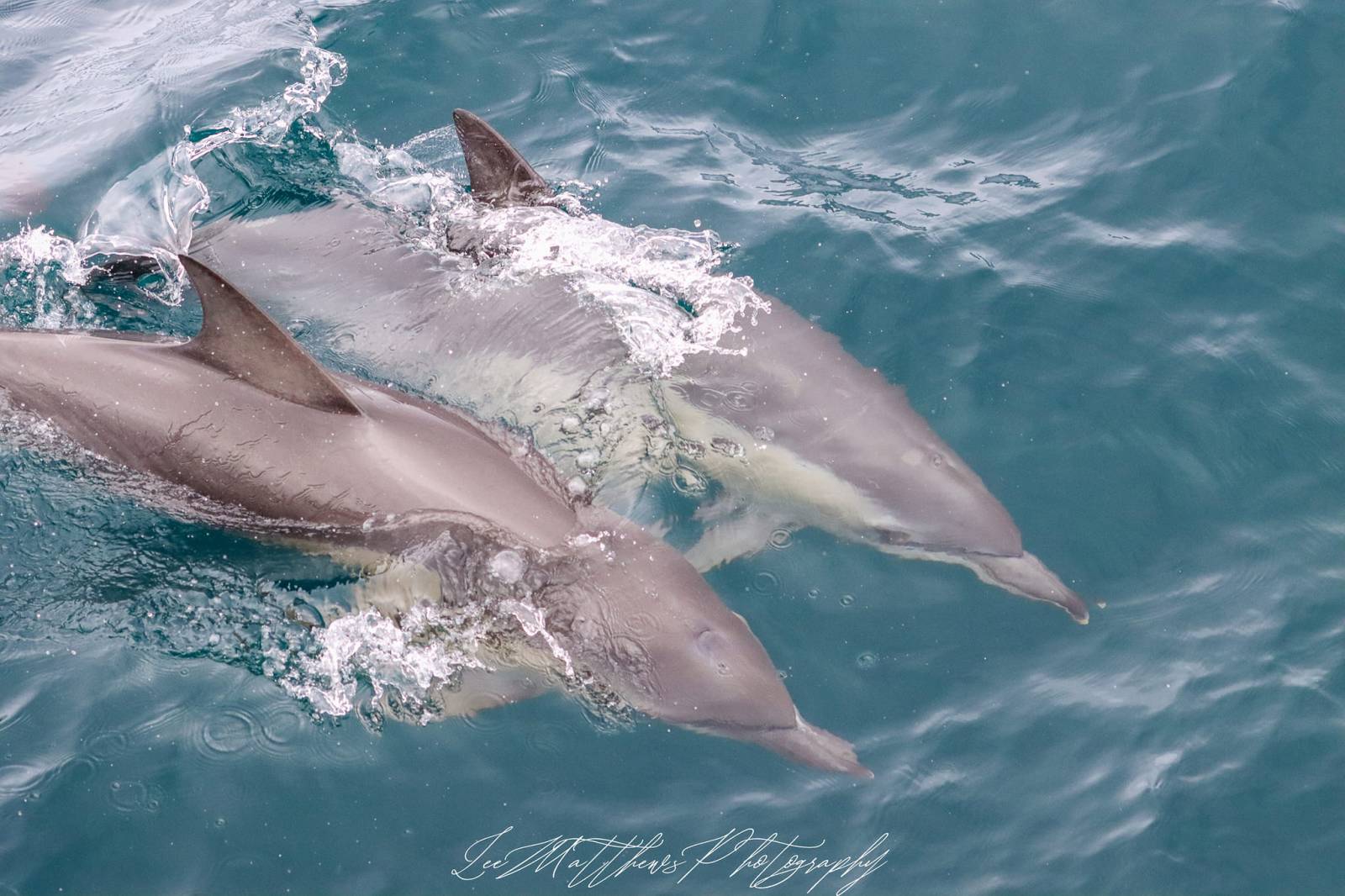 an animal swimming in the water