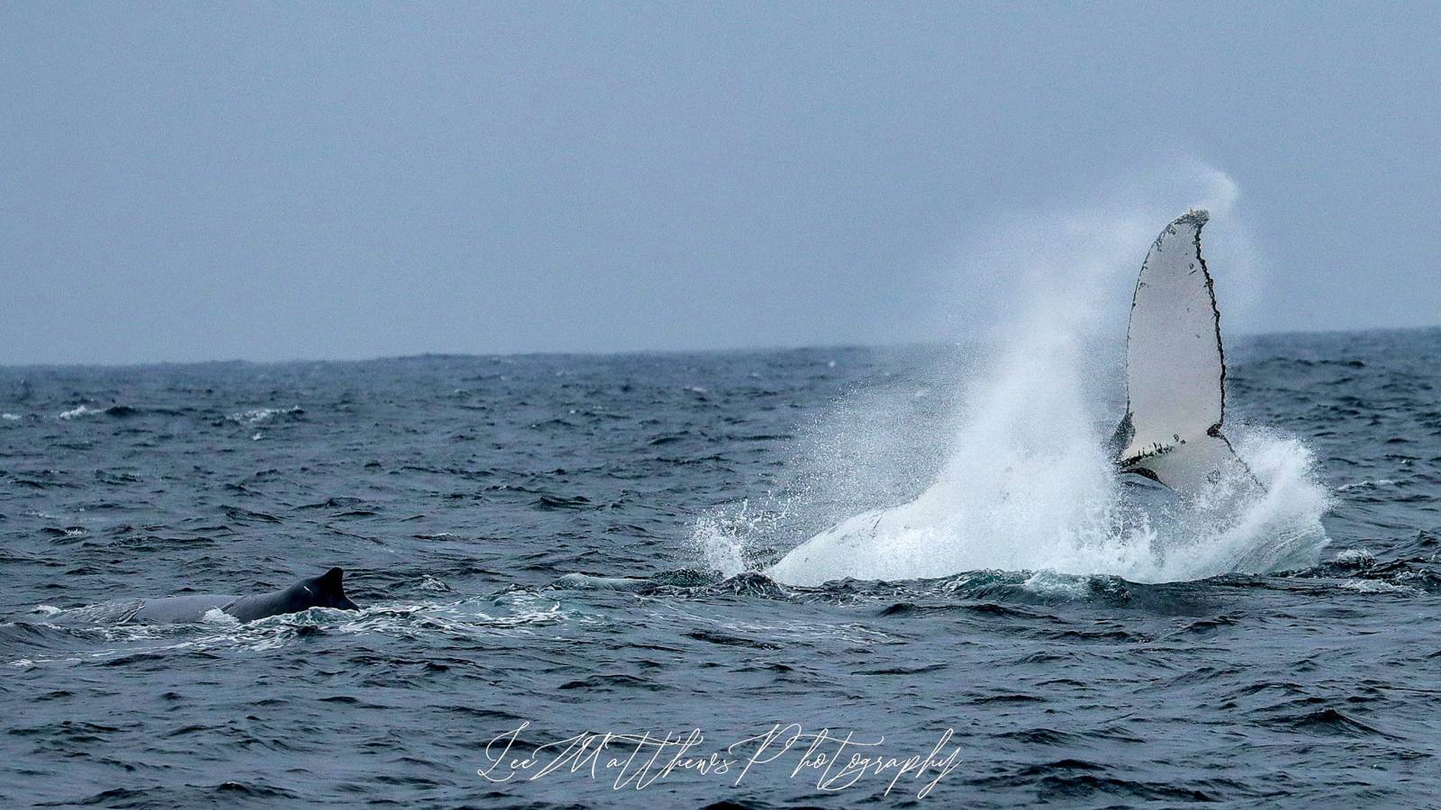 a whale jumping out of the water