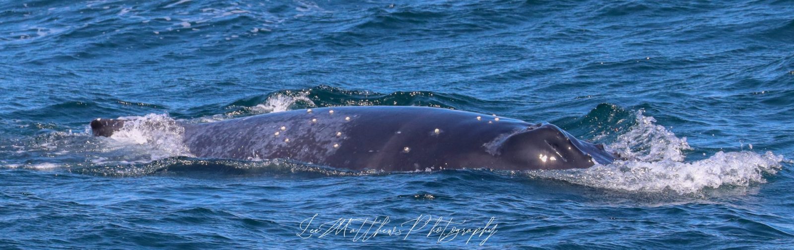 a whale jumping out of the water