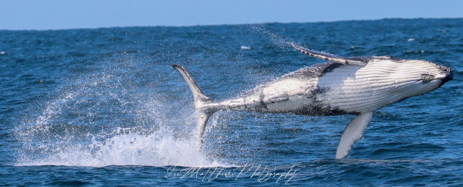 a whale jumping out of the water