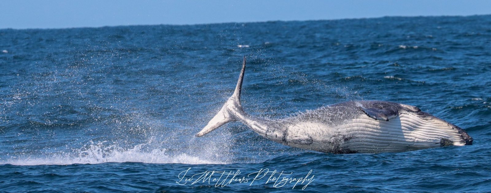 a whale jumping out of the water