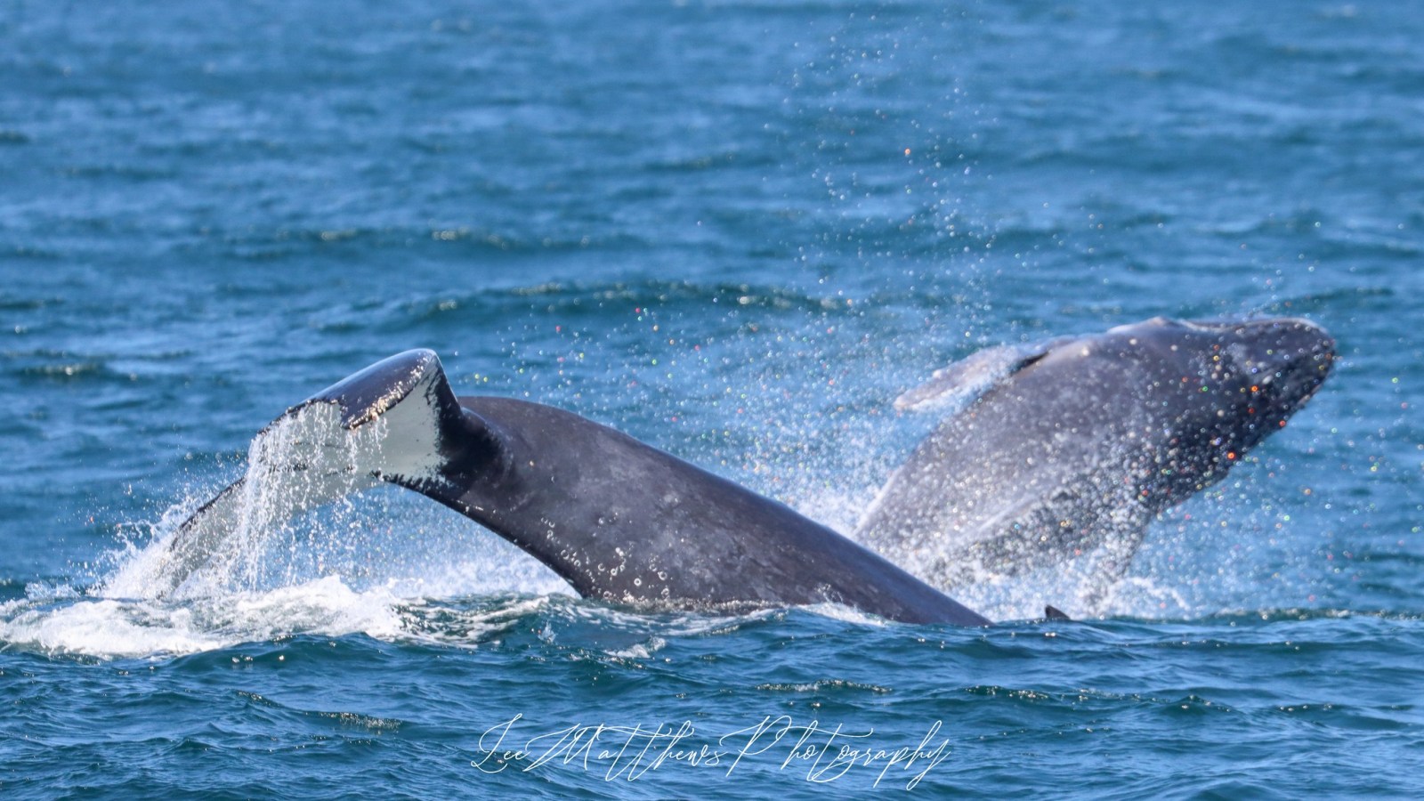 a whale jumping out of the water