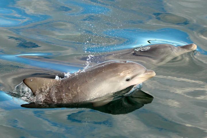 Whale Watching Moonshadow TQC Cruises Port Stephens