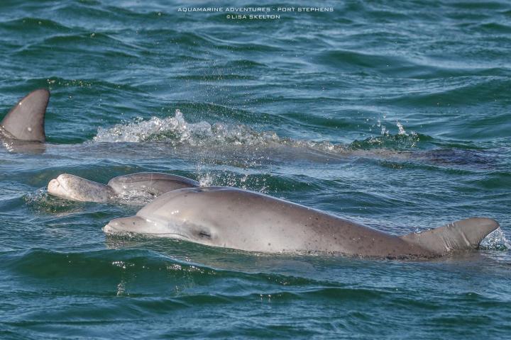 Whale Watching Moonshadow TQC Cruises Port Stephens