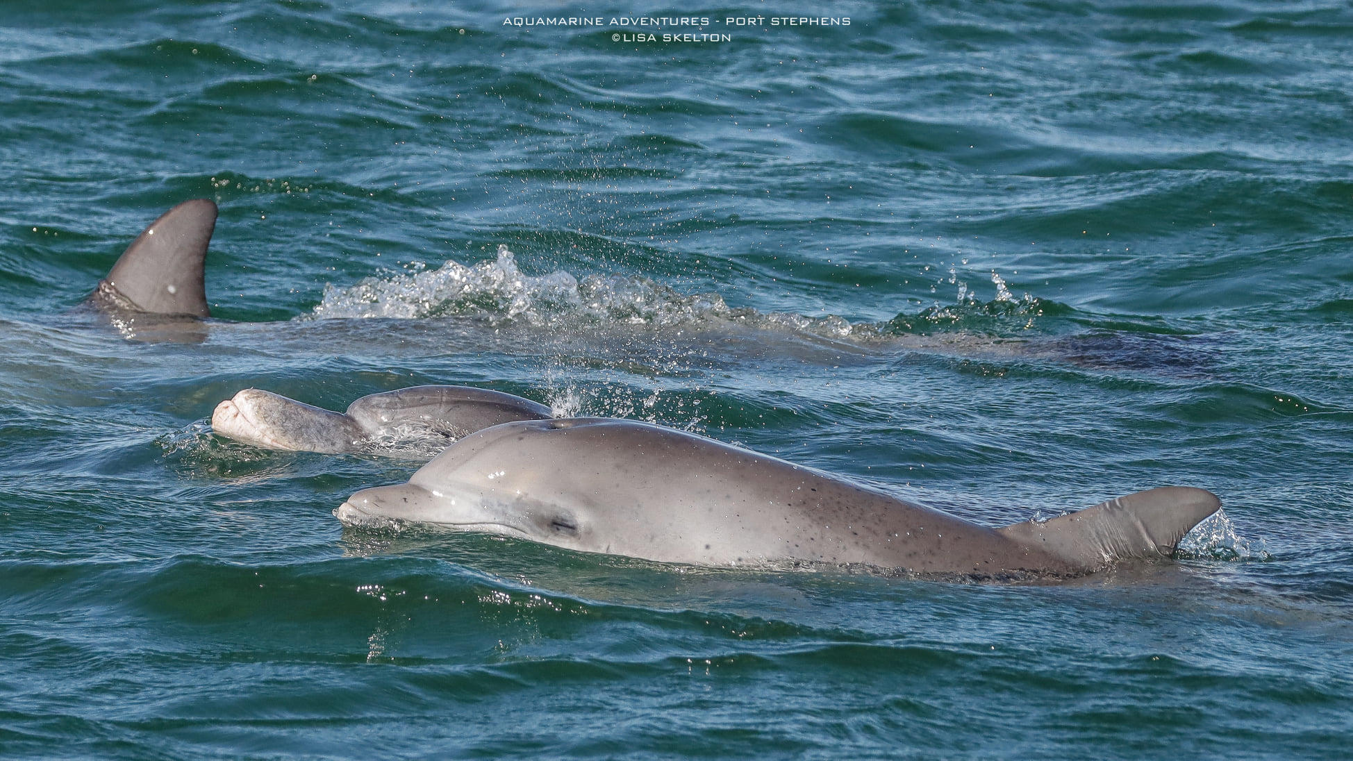 Dolphin Watch Express Image 3 Whale Watching Moonshadow TQC Cruises Port Stephens