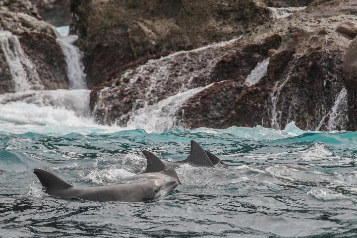 Whale Watching Moonshadow TQC Cruises Port Stephens