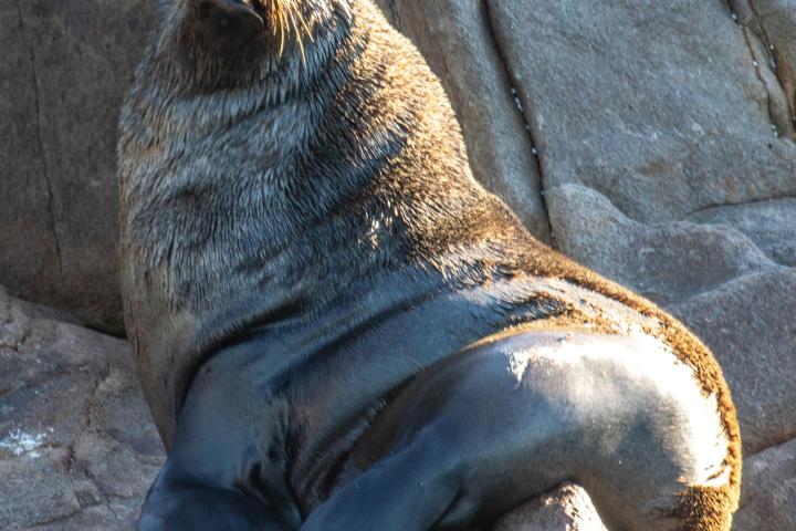 a close up of a seal