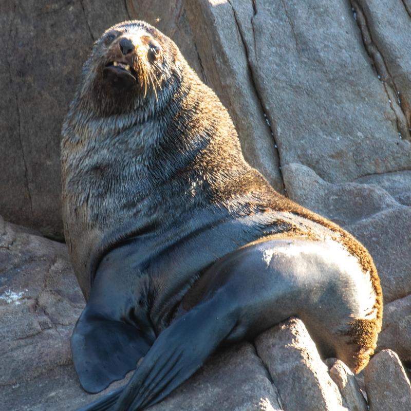 a close up of a seal