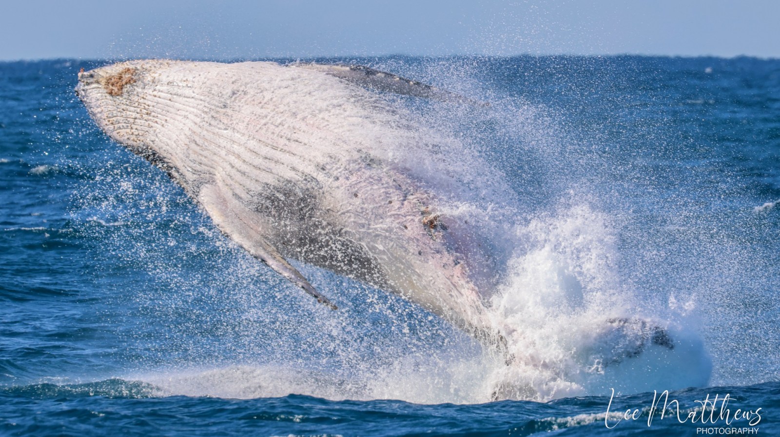 Whale Watching Moonshadow TQC Cruises Port Stephens