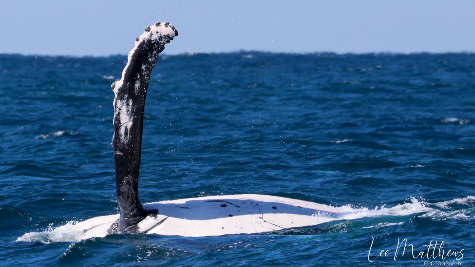Whale Watching Moonshadow TQC Cruises Port Stephens