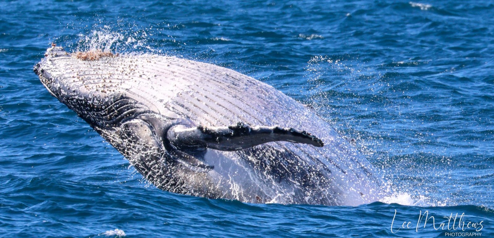 Whale Watching Moonshadow TQC Cruises Port Stephens’