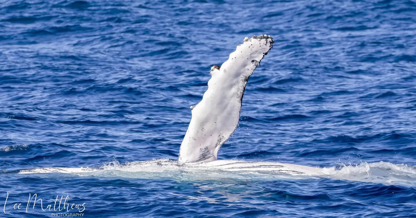 Whale Watching Moonshadow TQC Cruises Port Stephens