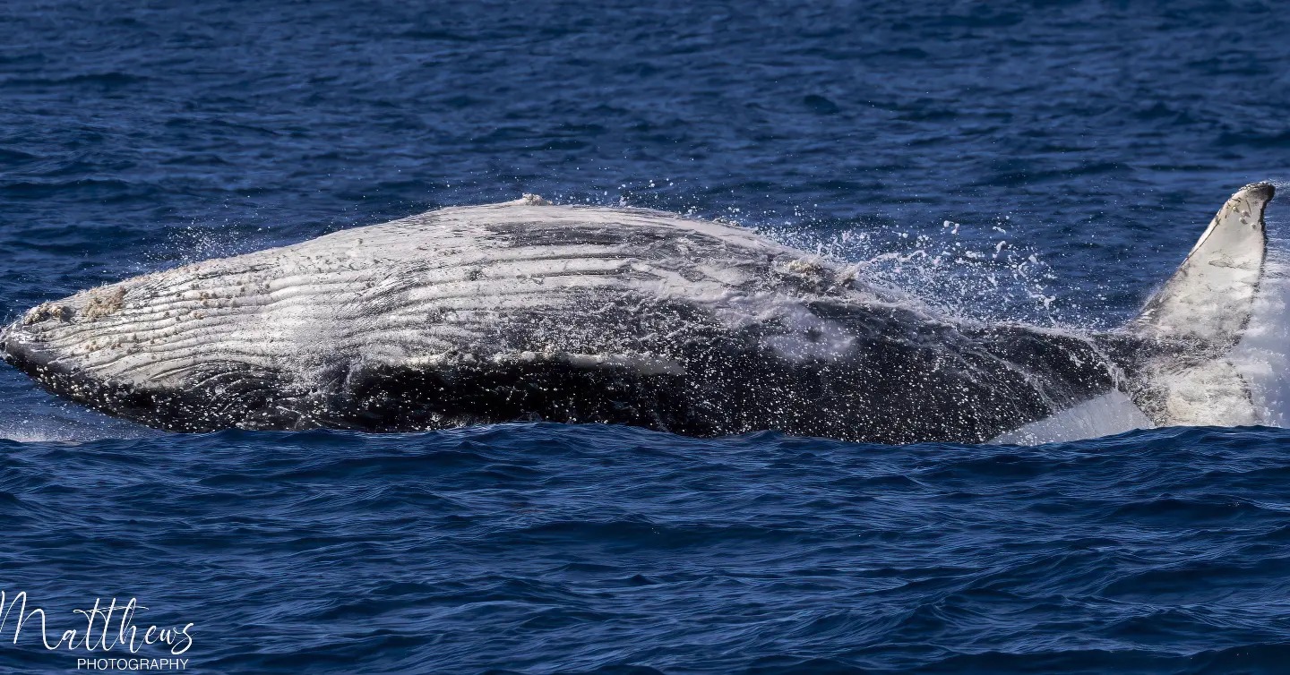 a whale jumping out of the water