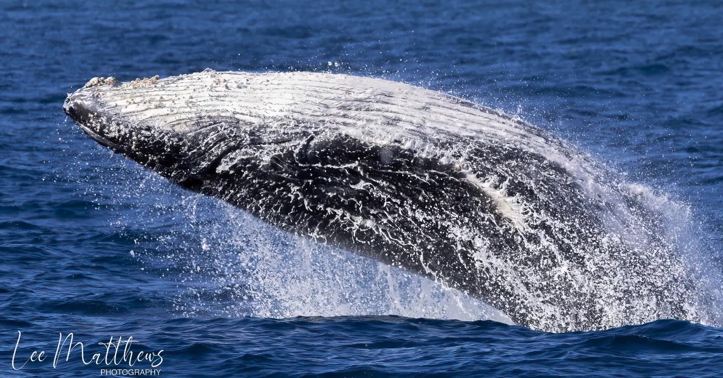 a whale jumping out of the water