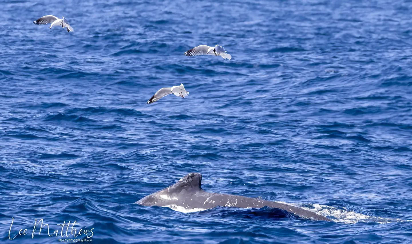 a bird flying over a body of water
