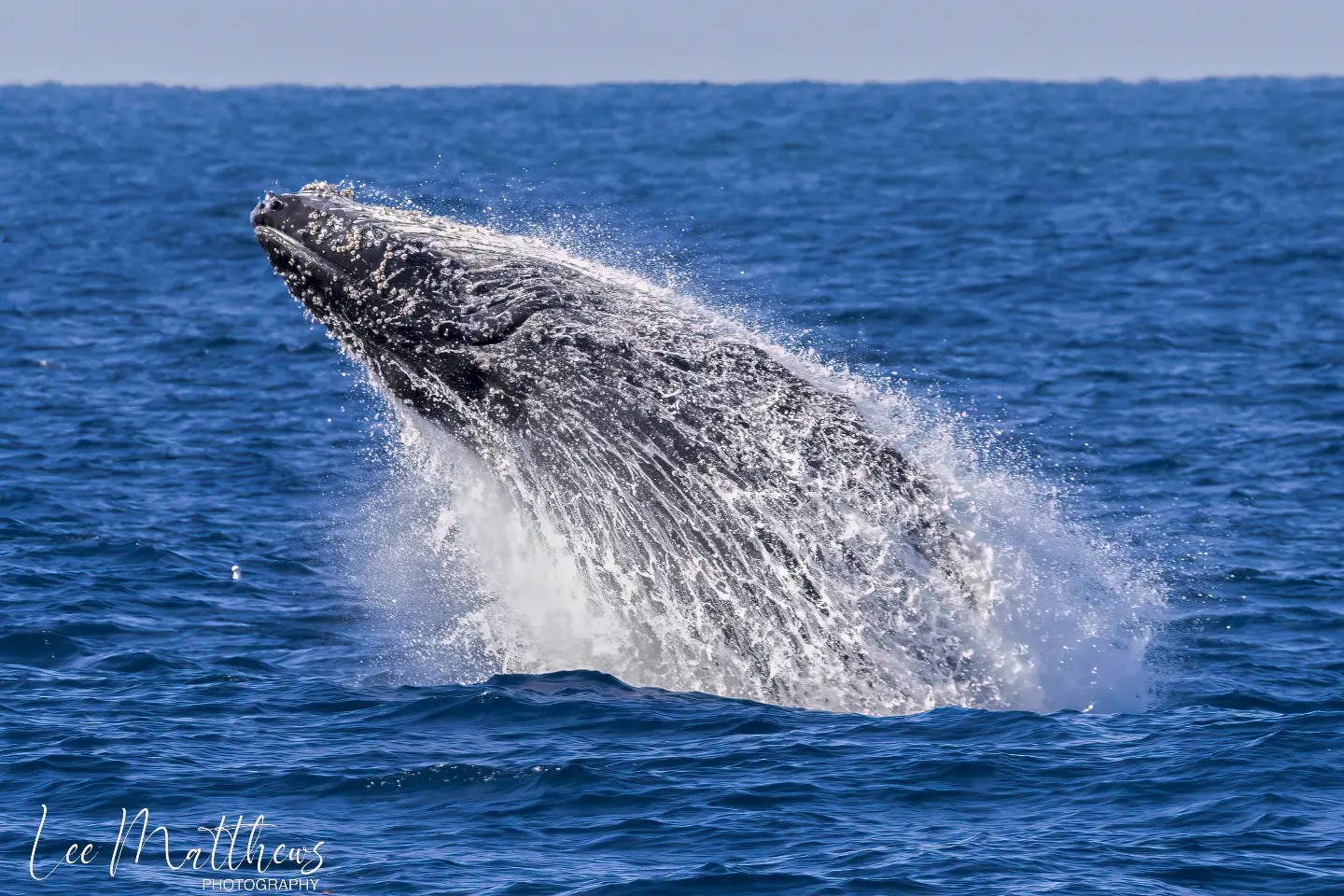a whale jumping out of the water