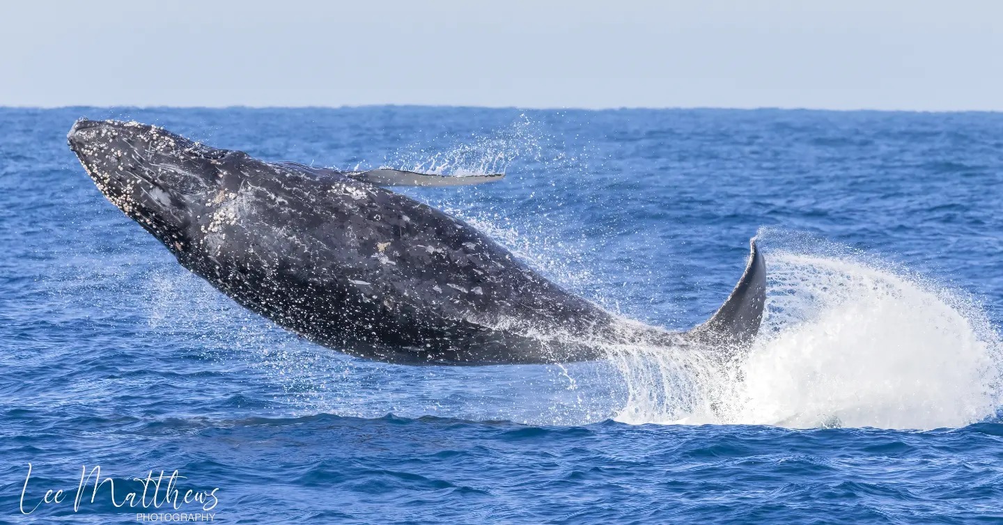 Whale Watching Moonshadow TQC Cruises Port Stephens