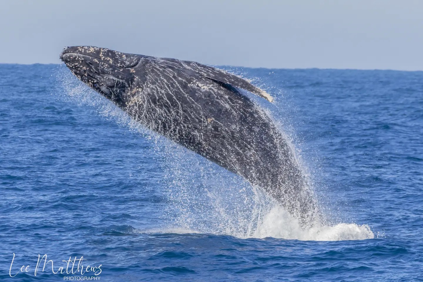a whale jumping out of the water