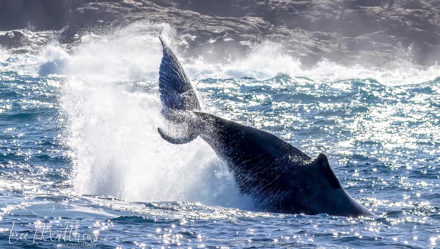 a whale jumping out of the water