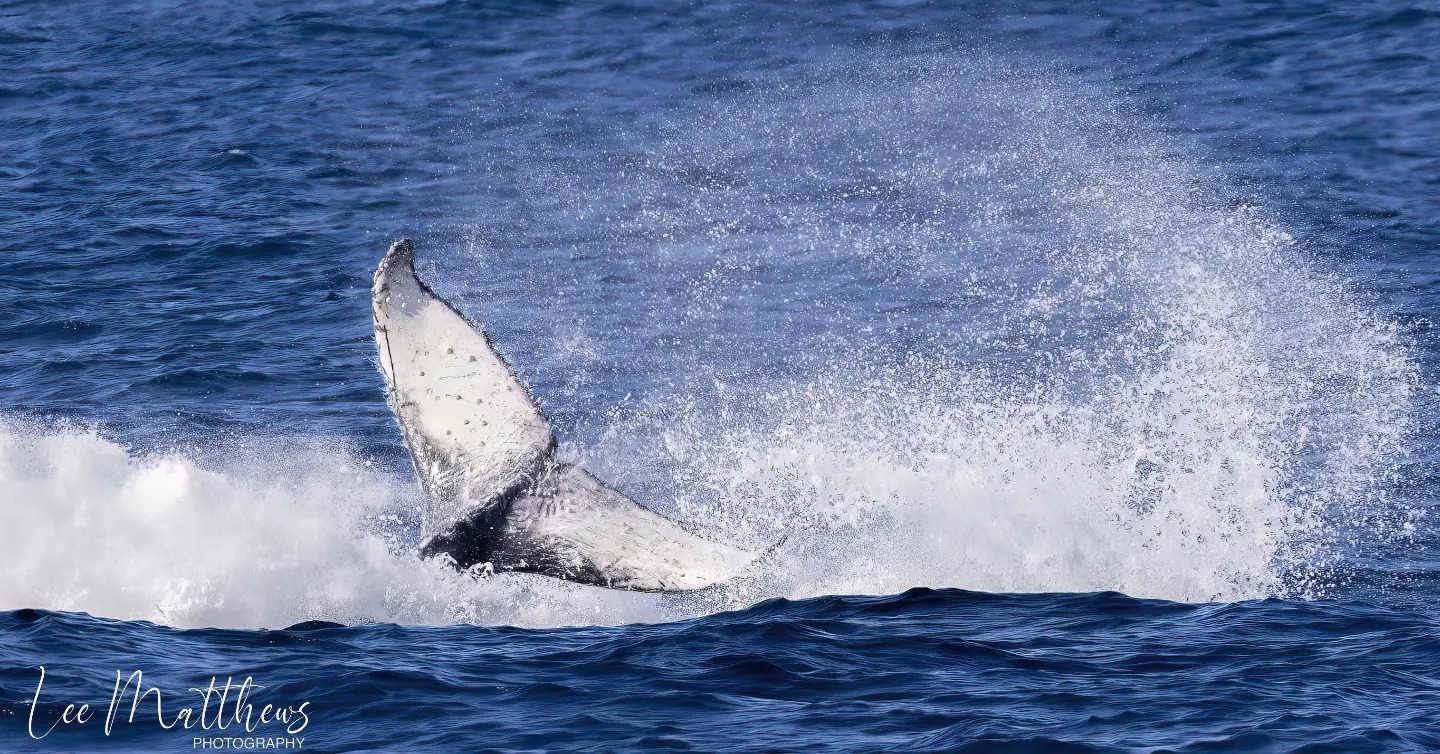 a man riding a wave on a surfboard in the water