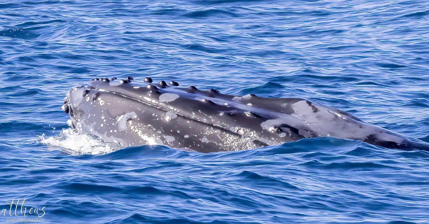 a whale swimming under water