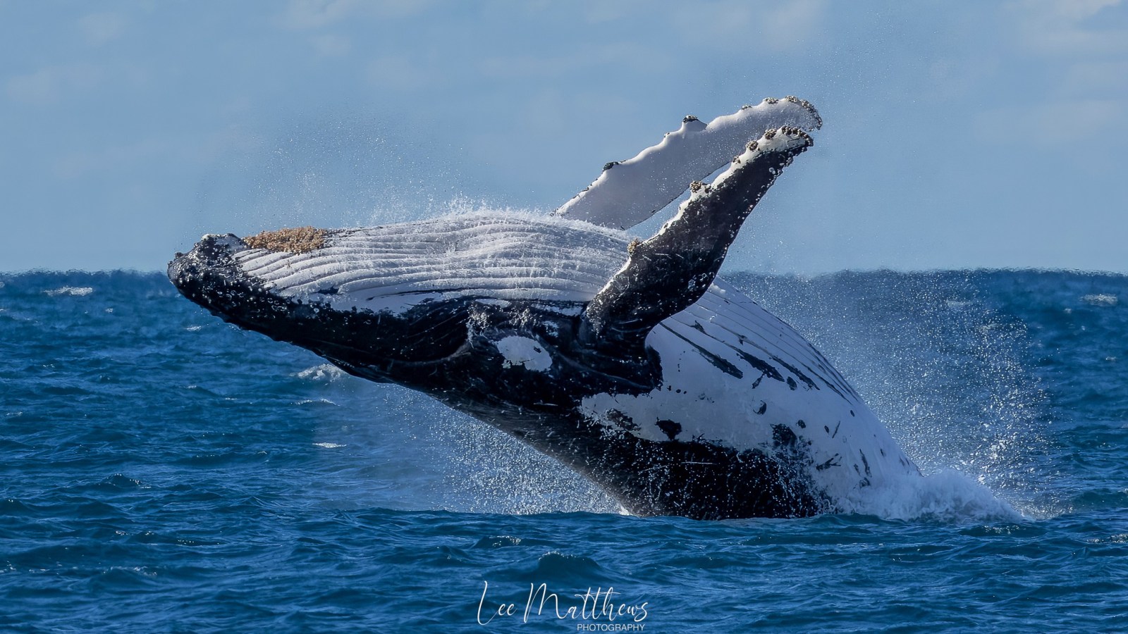 Whale Watching Moonshadow TQC Cruises Port Stephens