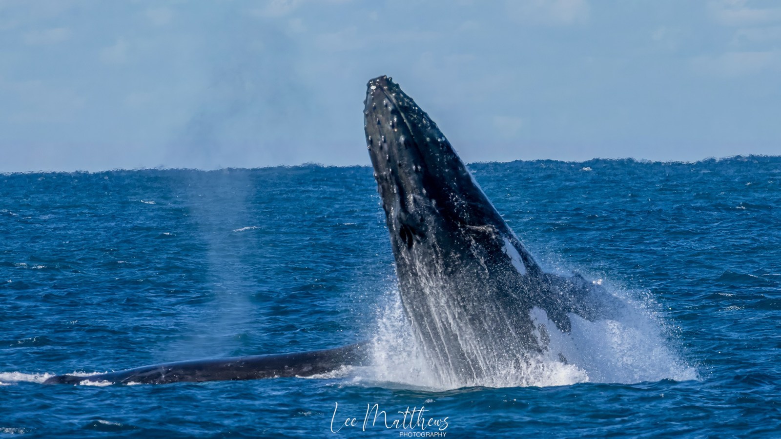 a whale jumping out of the water