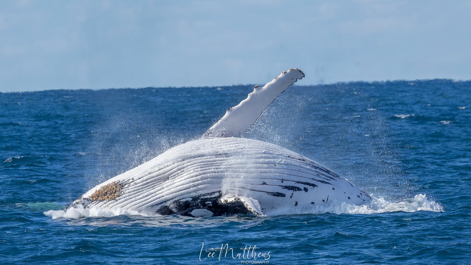 Whale Watching Moonshadow TQC Cruises Port Stephens