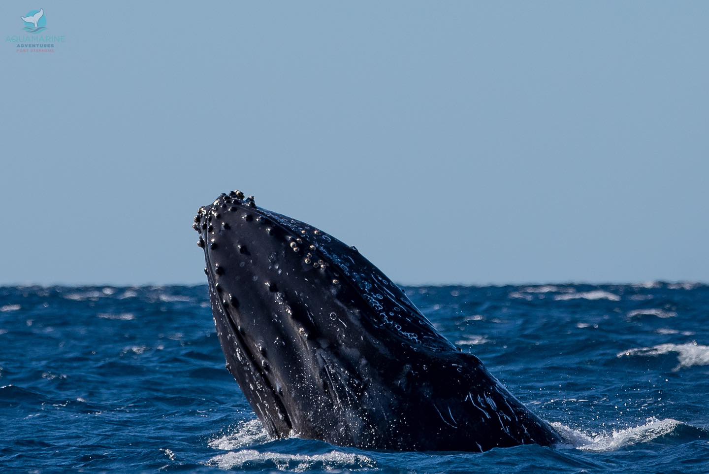 Whale Watching Moonshadow TQC Cruises Port Stephens