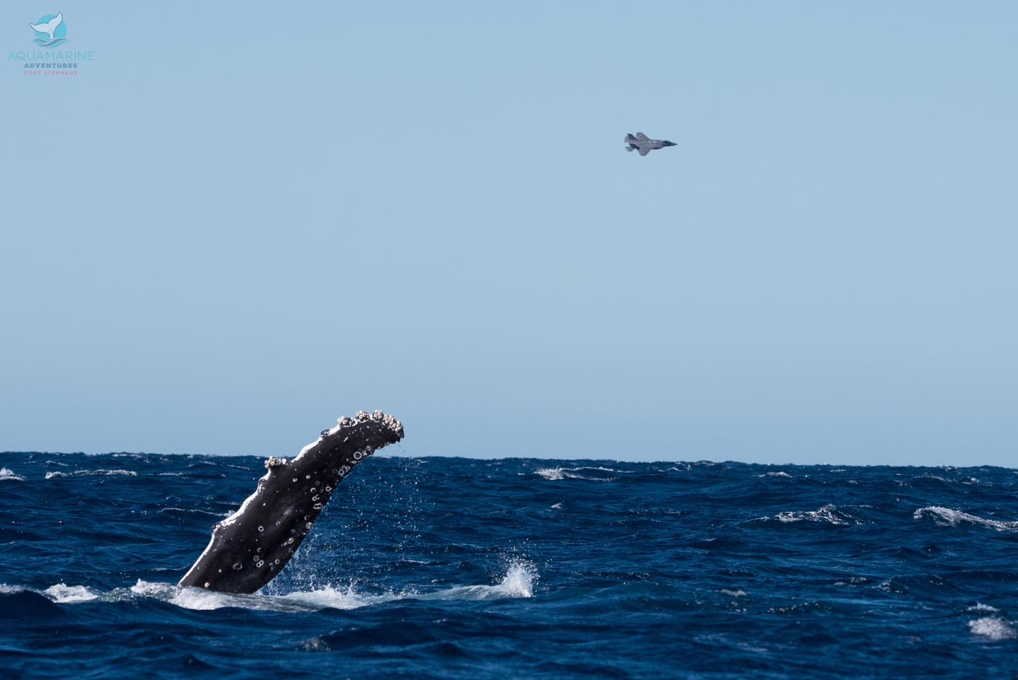 a bird flying over the ocean