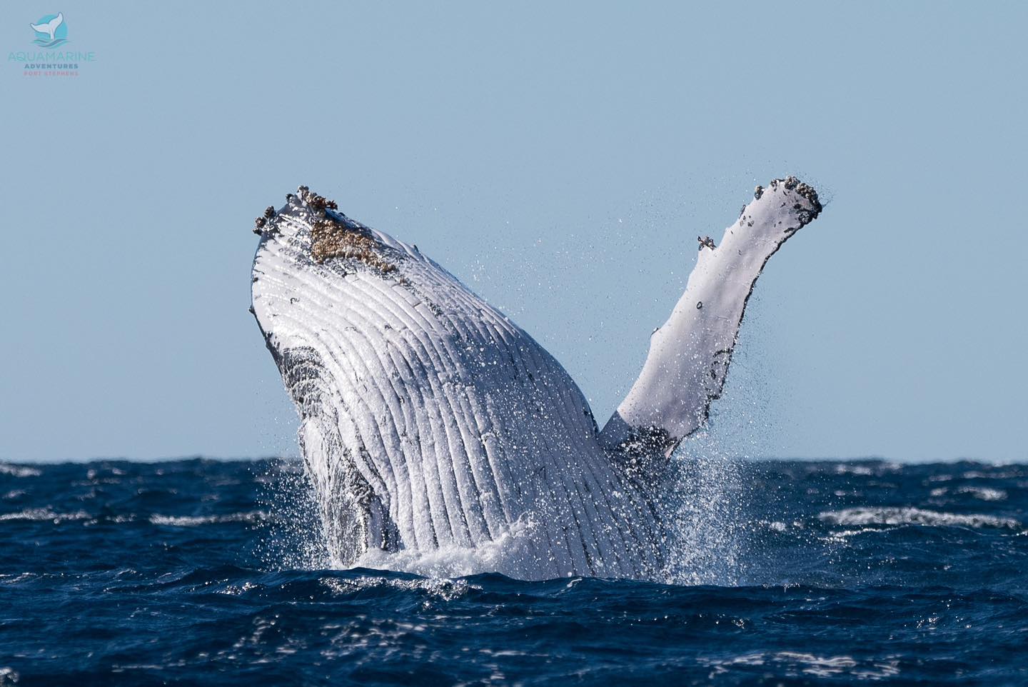 a whale jumping out of the water