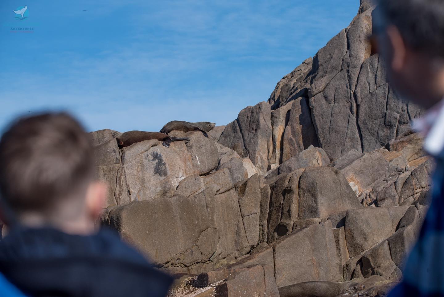 Whale Watching Moonshadow TQC Cruises Port Stephens
