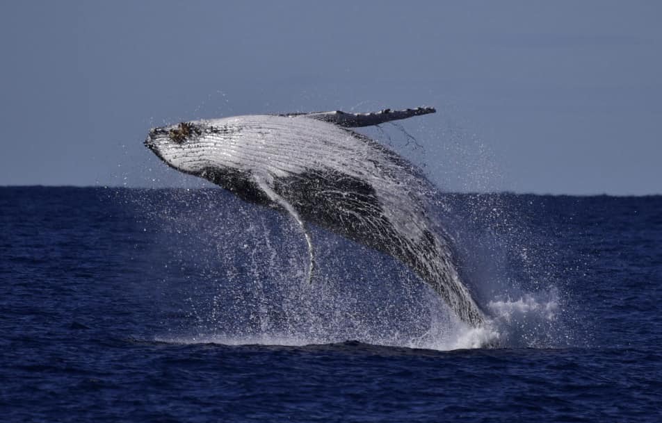 Whale Watching Moonshadow TQC Cruises Port Stephens