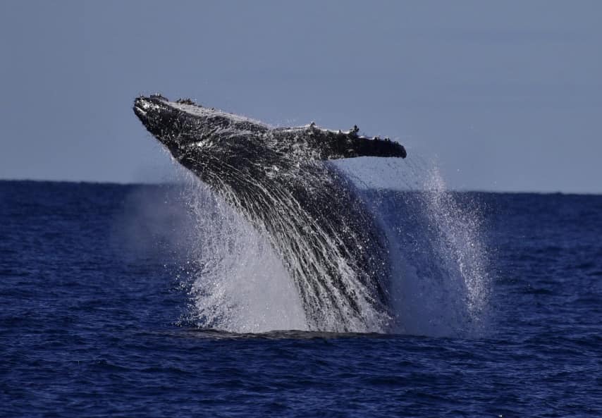 a whale jumping out of the water