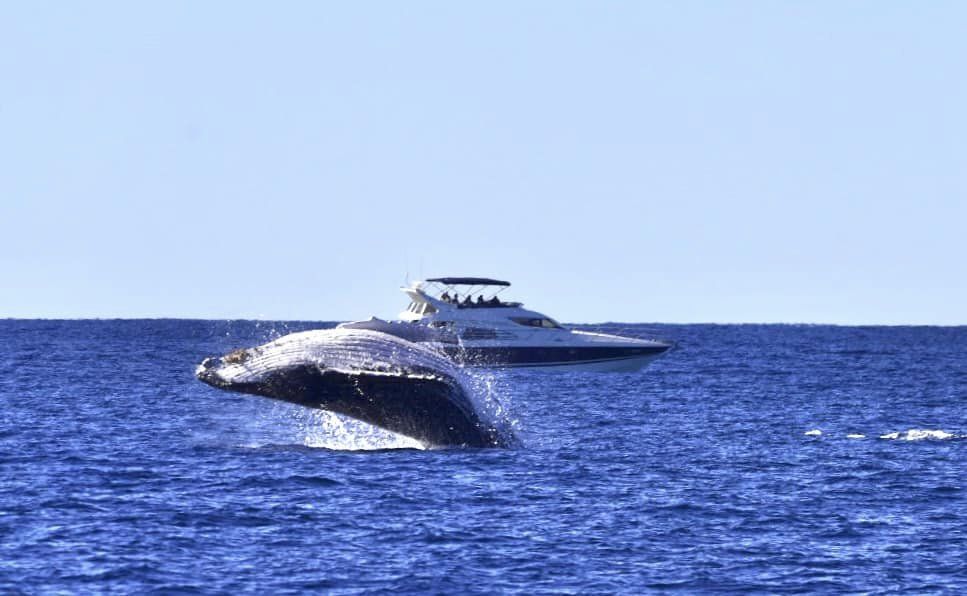 Whale Watching Moonshadow TQC Cruises Port Stephens