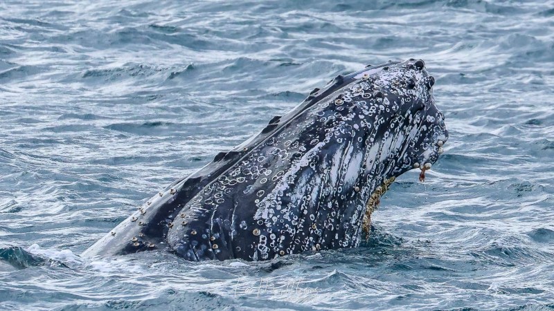 Whale Watching Moonshadow TQC Cruises Port Stephens