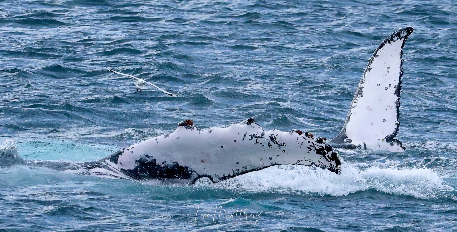 Whale Watching Moonshadow TQC Cruises Port Stephens
