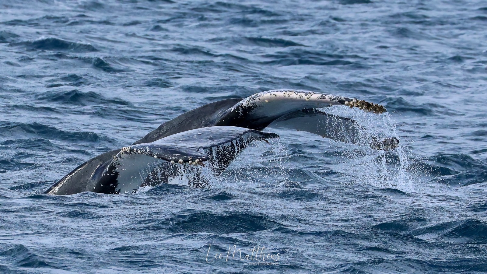 a whale swimming under water