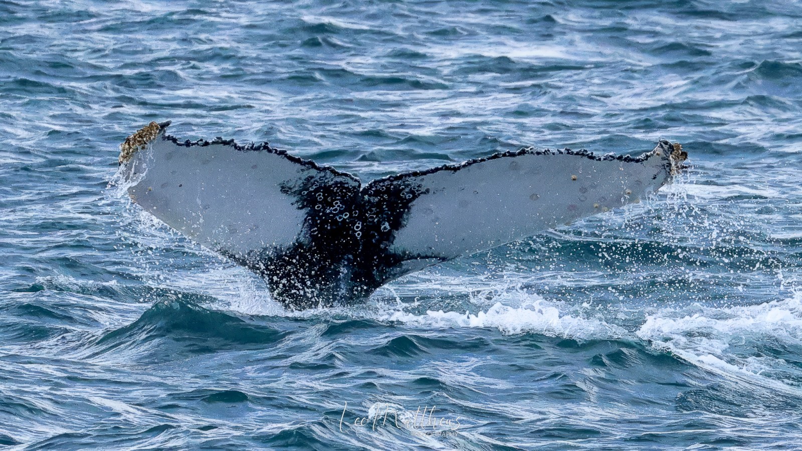 a dog swimming in a body of water