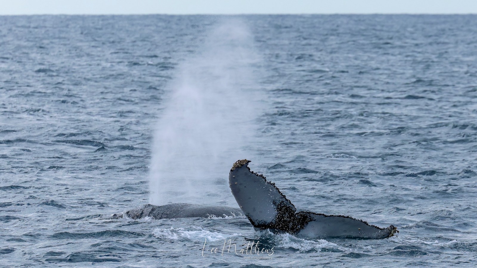 a whale jumping out of the water